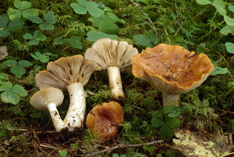 Lactarius olympianus